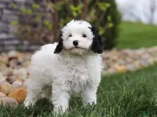Cavapoo dogs for sale: Mason - Ad 2