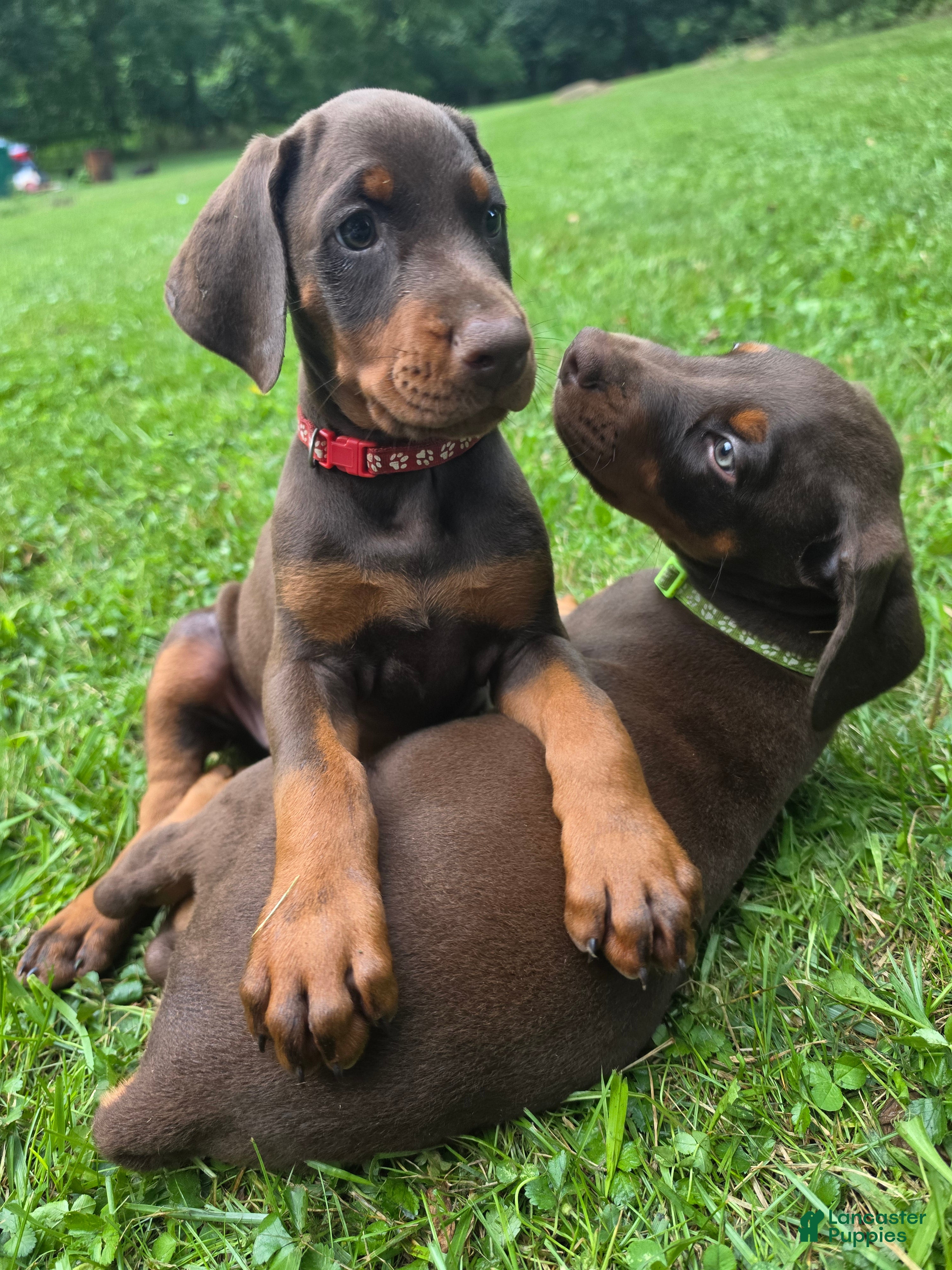 Doberman Pinscher dogs Athena - Ad 2