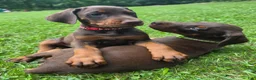 Doberman Pinscher dogs for sale: Copper - Ad 7