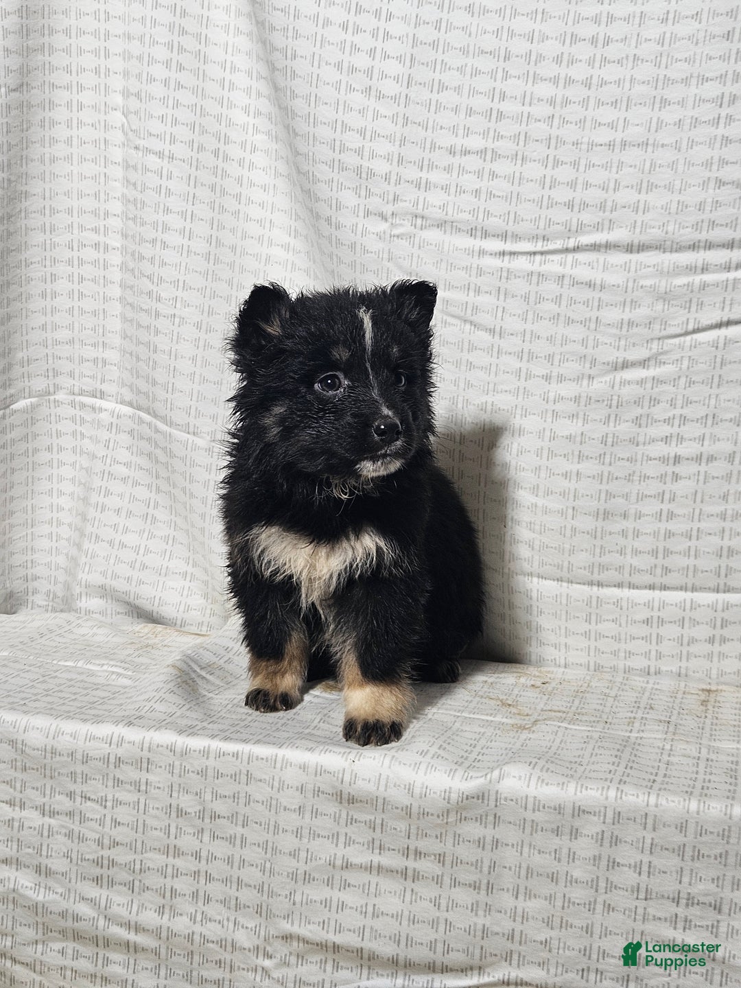 Mixed Breed dogs for sale: Carly - Ad 5