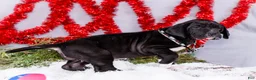 Great Dane dogs for sale: Noel - Ad 12