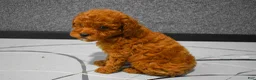 Miniature Poodle dogs for sale:   Logan🐶 - Ad 6