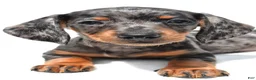 Miniature Dachshund dogs for sale: Kate  - Ad 4