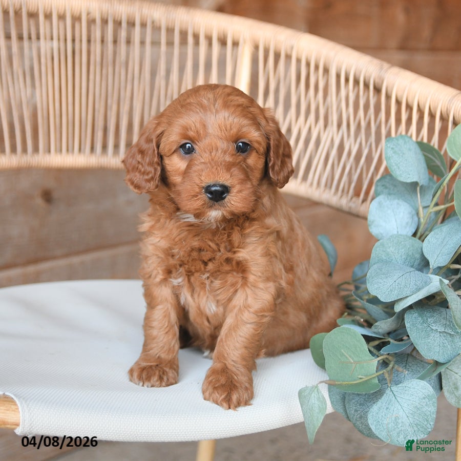 Mini Bernedoodle dogs Max - Ad 2