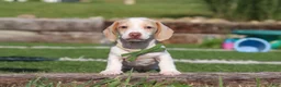 Miniature Dachshund dogs for sale: Jackson - Ad 15