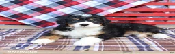 Mini Bernedoodle dogs for sale: Graham - Ad 3