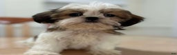 Shih Tzu dogs for sale: Elena - Ad 1
