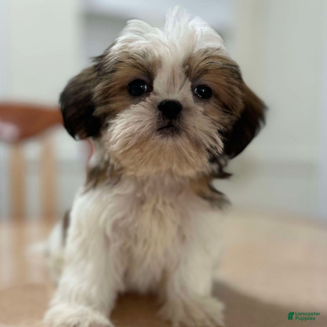 Shih Tzu dogs for sale: Elena - Ad 1