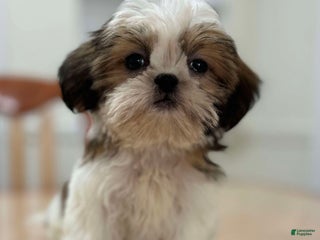 Shih Tzu dogs Elena - Ad 35