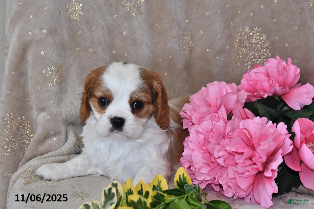 Cavalier King Charles Spaniel dogs for sale: Charlie - Ad 7