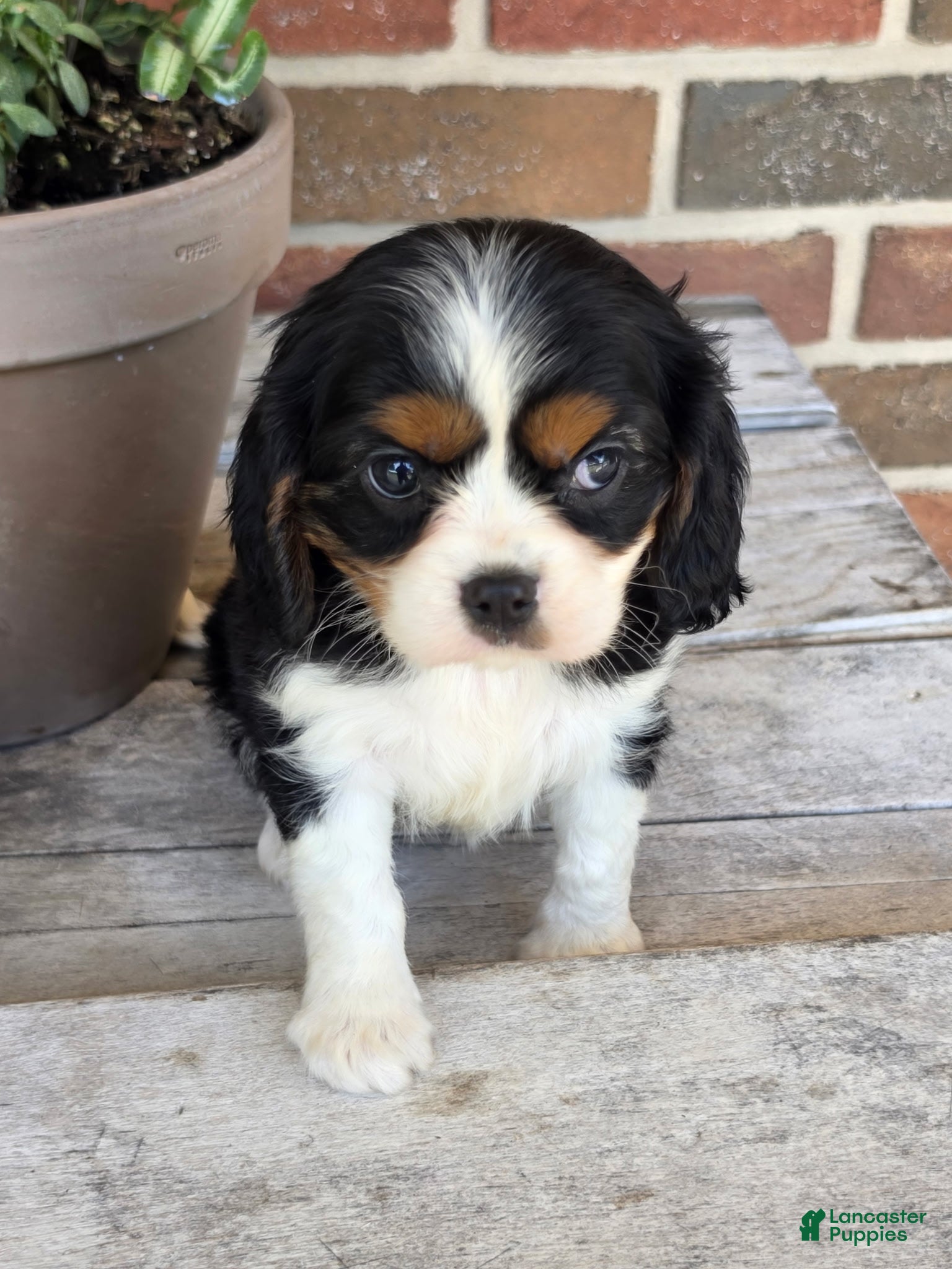 Cavalier King Charles Spaniel dogs molly - Ad 1