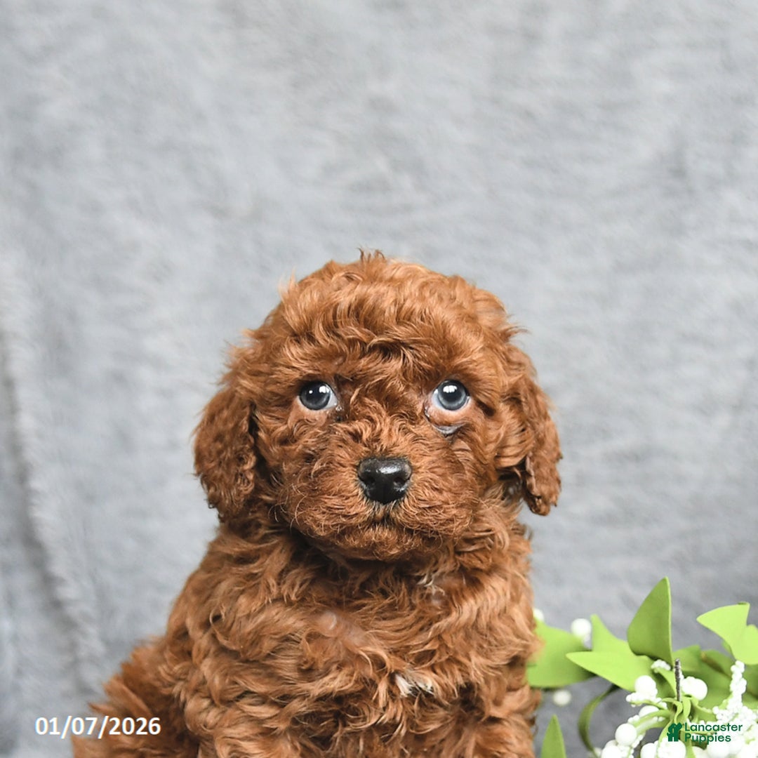 Mini Goldendoodle dogs for sale: Peanut  - Ad 3