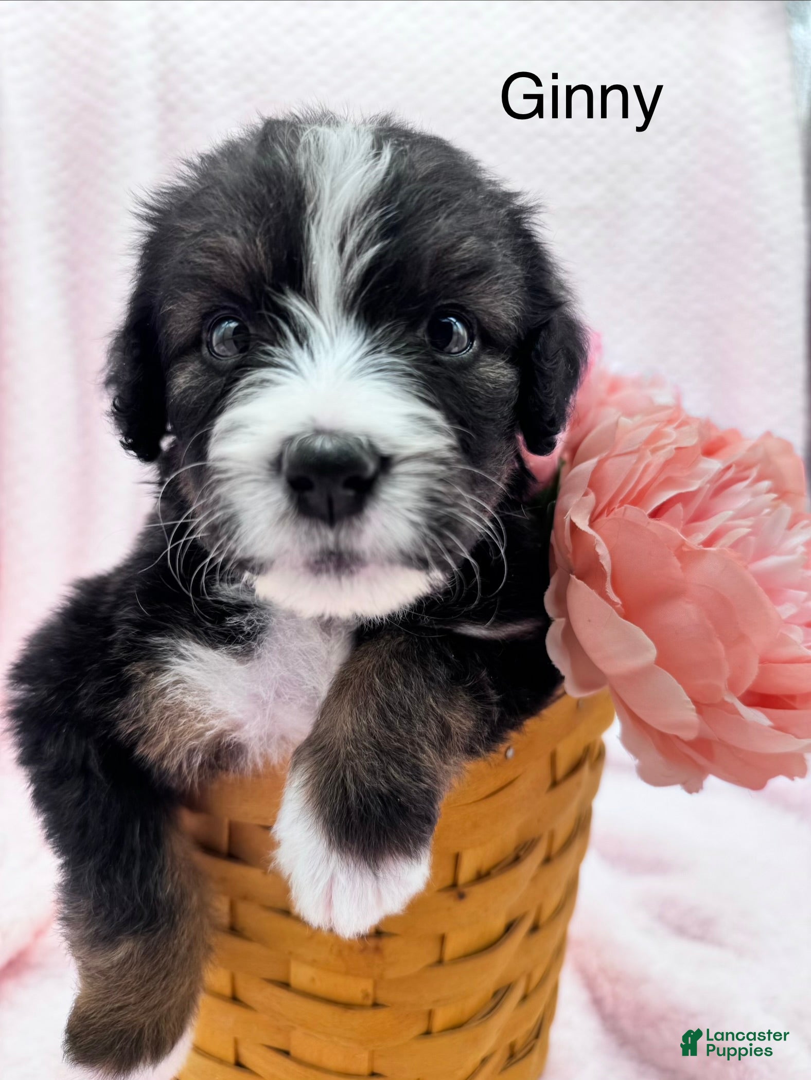 Bernedoodle dogs for sale: Bernedoodle Puppy 14 - Ad 3