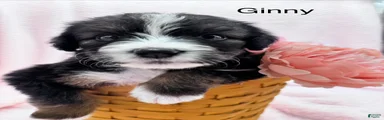 Bernedoodle Puppy 14