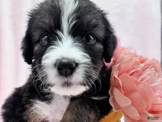 Bernedoodle dogs for sale: Bernedoodle Puppy 14 - Ad 3