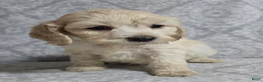Cockapoo 1