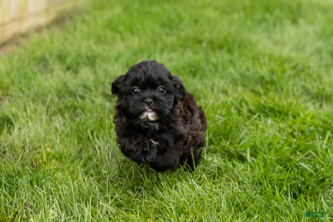 Shihpoo dogs for sale: Ida - Ad 2