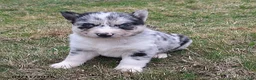 Gerberian Shepsky dogs for sale: Wolf  - Ad 3
