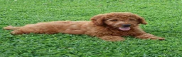 Mini Goldendoodle dogs for sale: Vanessa - Ad 12