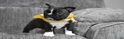 Boston Terrier dogs for sale: Joker - Ad 7