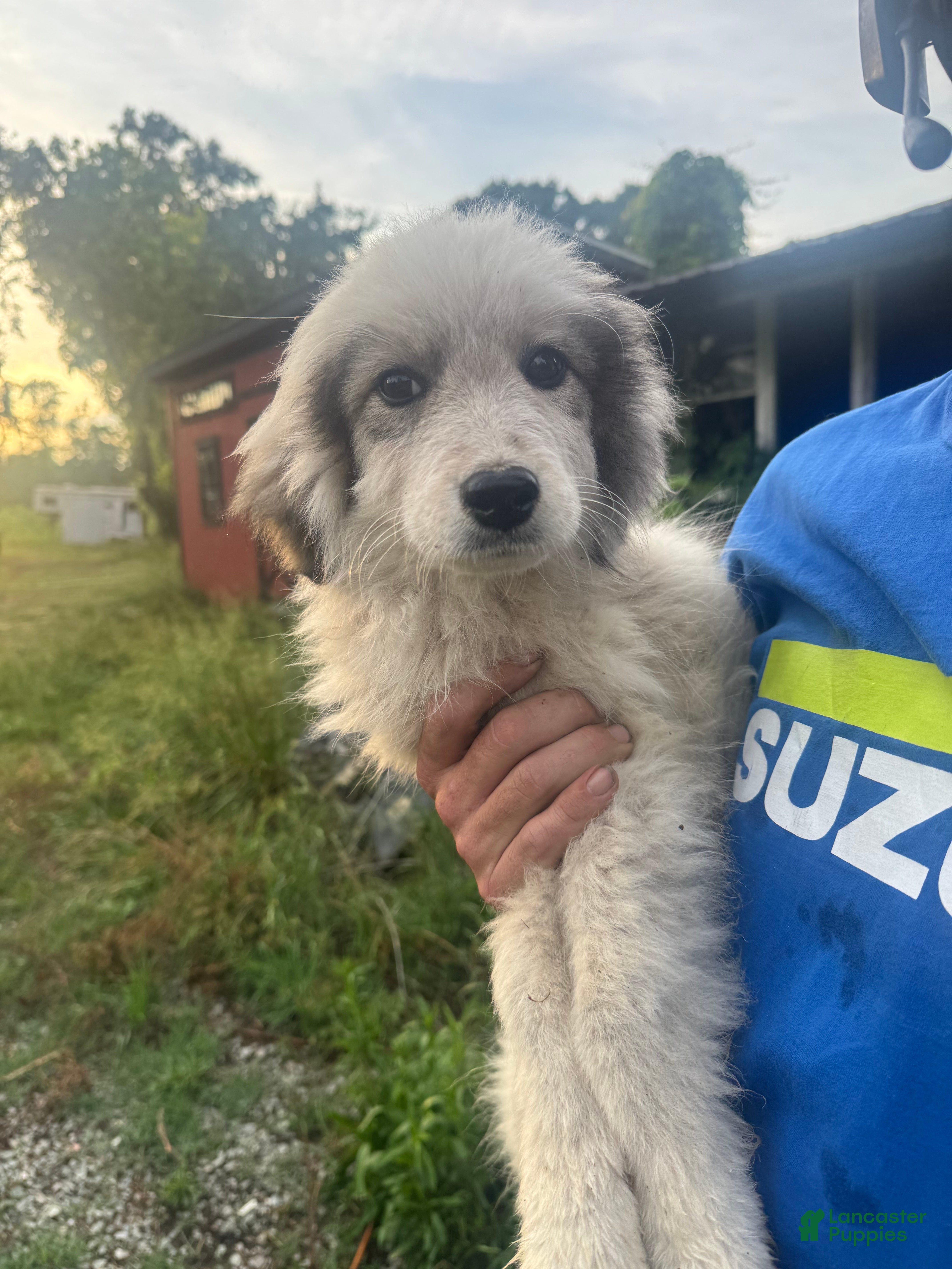 Great Pyrenees dogs Ruby - Ad 28