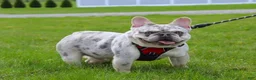 French Bulldog dogs for sale: Teddy - Ad 24