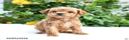 Mini Goldendoodle dogs for sale: Polly - Ad 6