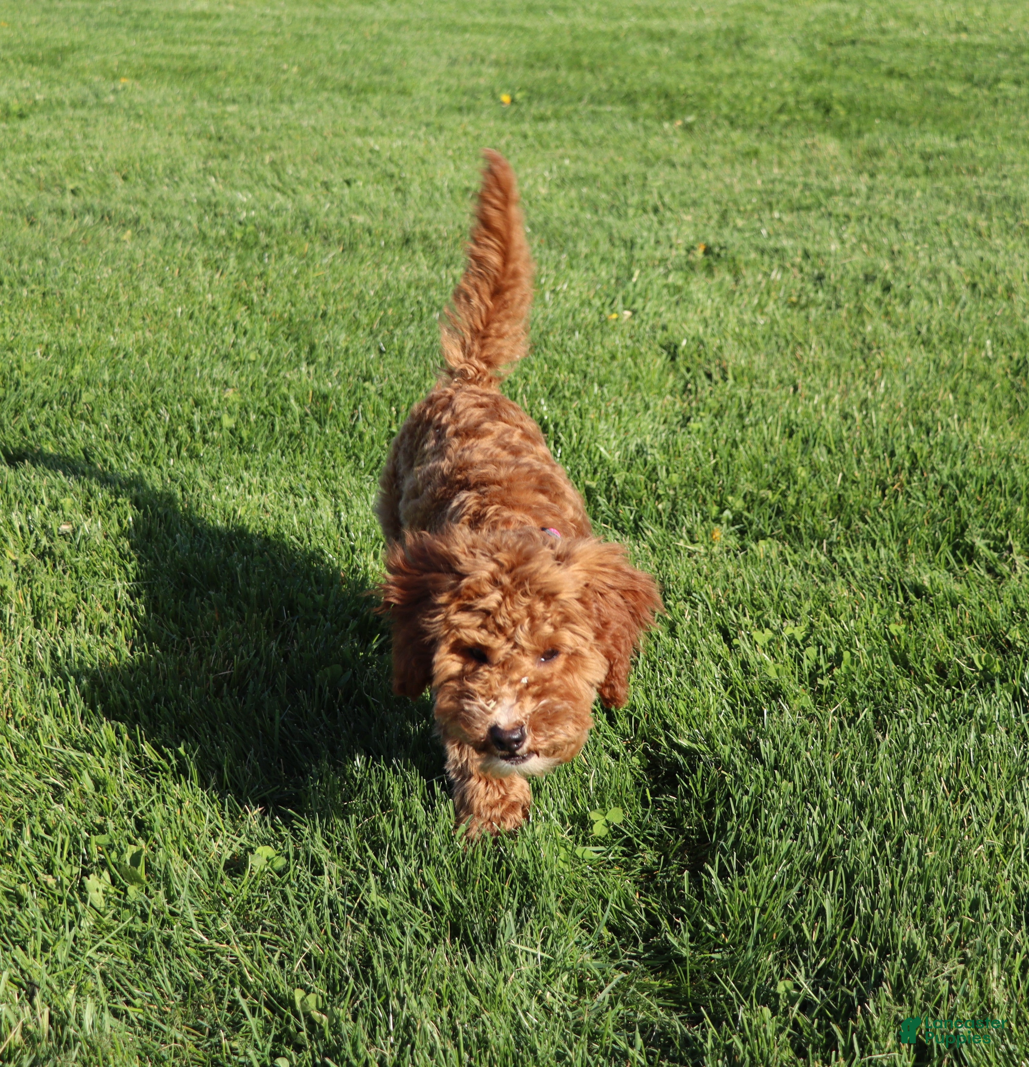 Mini Goldendoodle dogs Willow 🌷 GeneticCP-BasicTraining - Ad 1