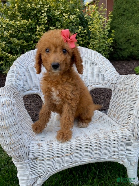 Mini Goldendoodle dogs for sale: Dolly - Ad 1