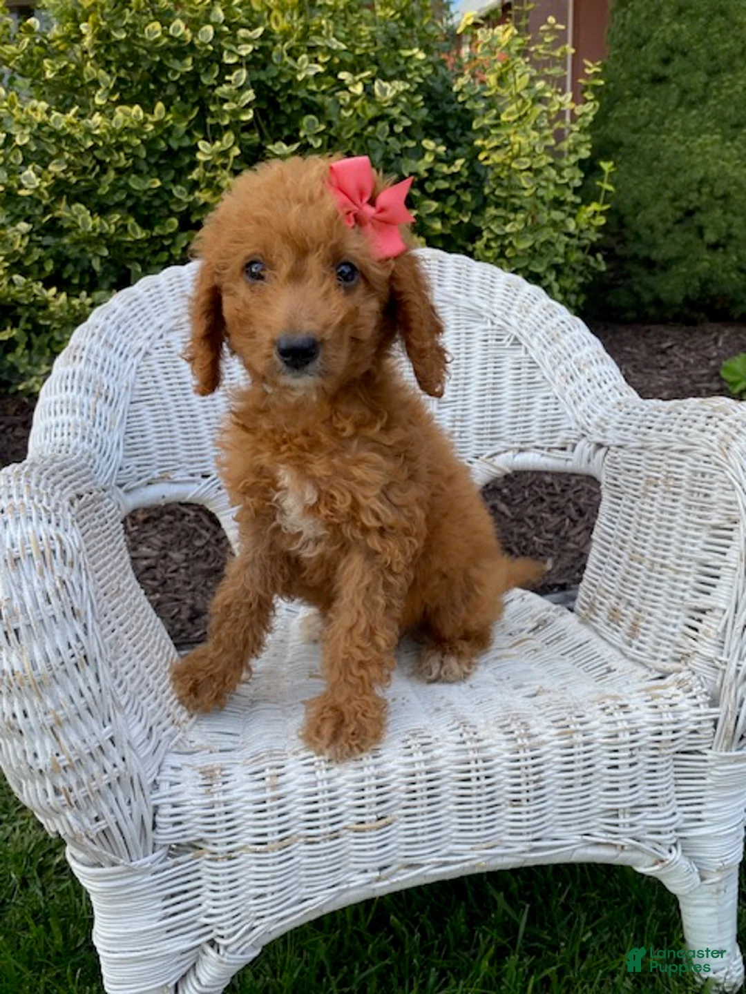 Mini Goldendoodle dogs for sale: Dolly - Ad 1