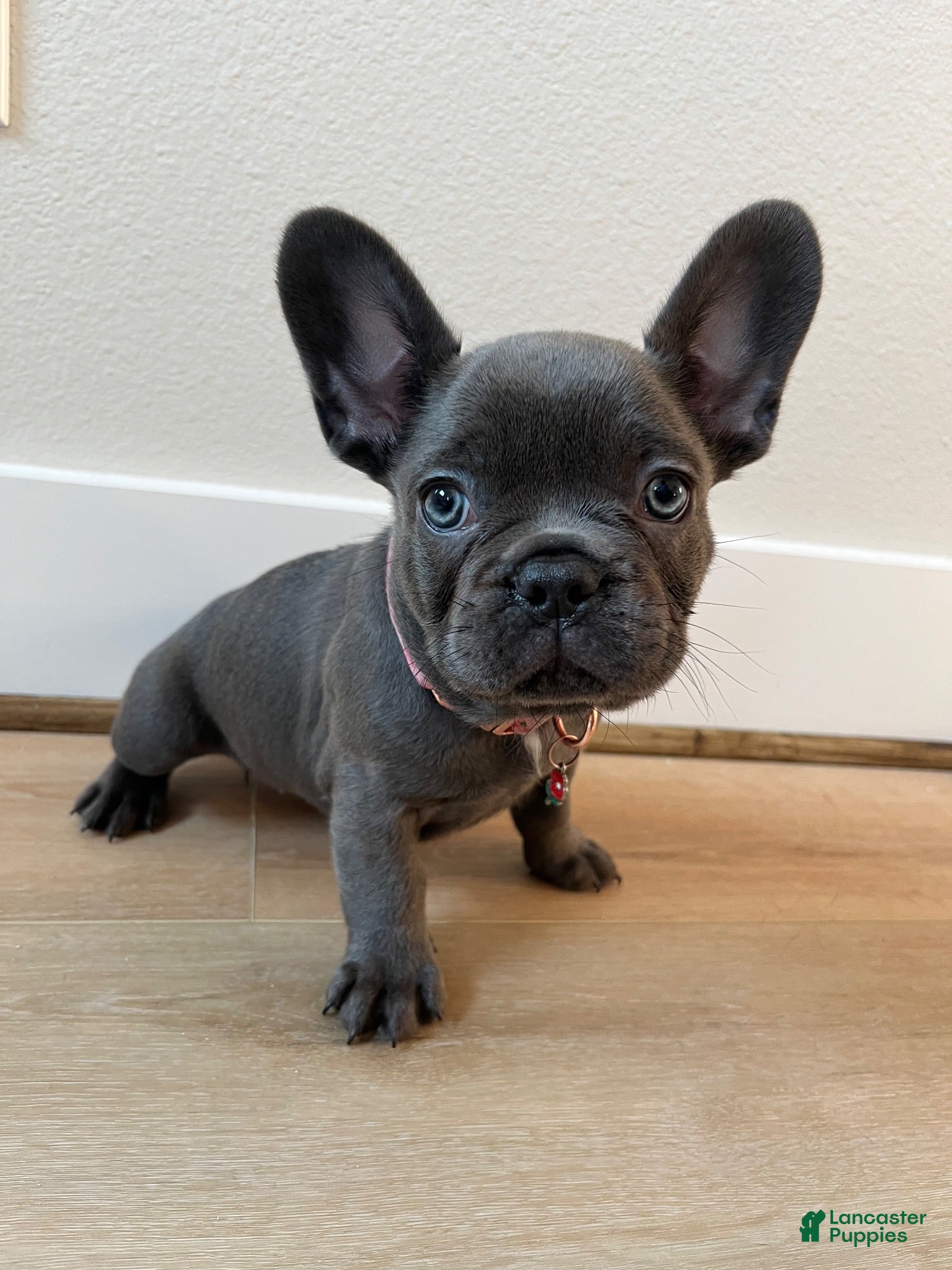 French Bulldog dogs French Bulldog 2 - Ad 21