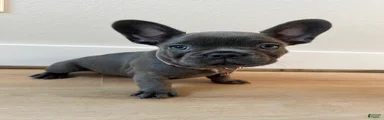 French Bulldog 2