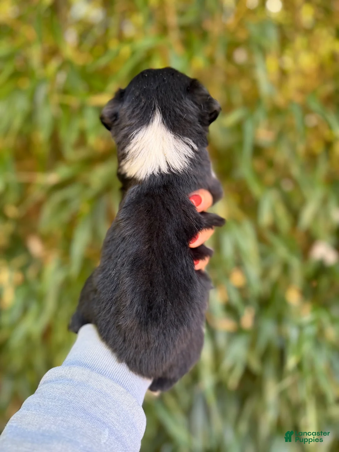 Miniature Australian Shepherd dogs for sale: Miniature Australian Shepherd 4 - Ad 2