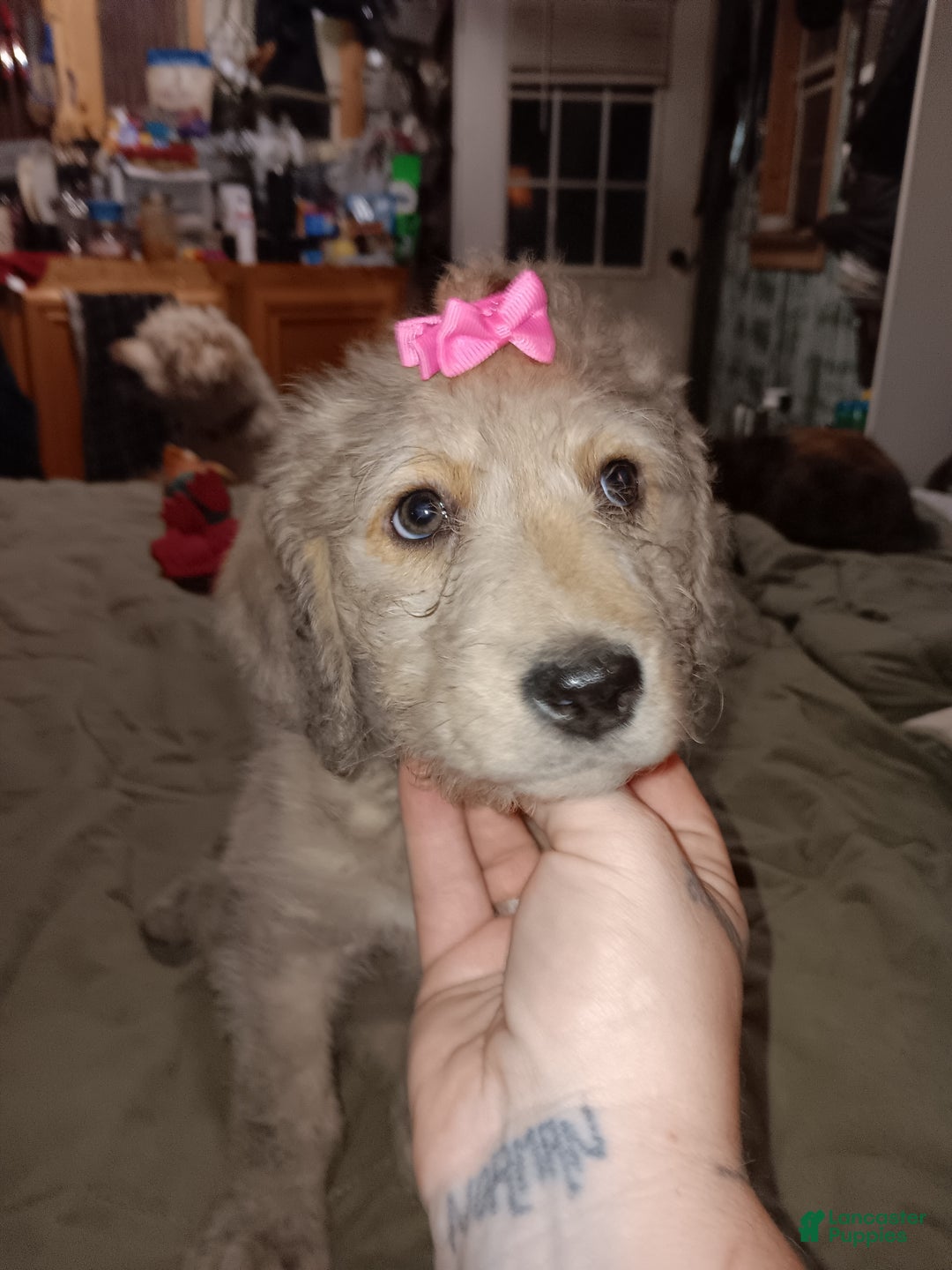 Labradoodle dogs for sale: Creamy mae - Ad 1
