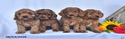 Cavapoo dogs for sale: Artie - Ad 5