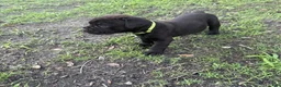 Cane Corso dogs for sale: Cane Corso Puppy 2 - Ad 1