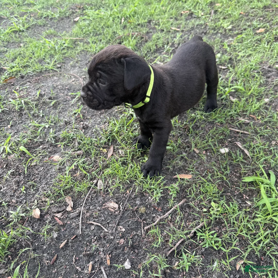 Cane Corso dogs for sale: Cane Corso Puppy 2 - Ad 1