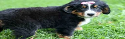 Bernese Mountain Dog dogs for sale: SALLY - Ad 10