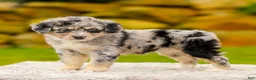 Mini Aussiedoodle dogs for sale: Harper - Ad 3