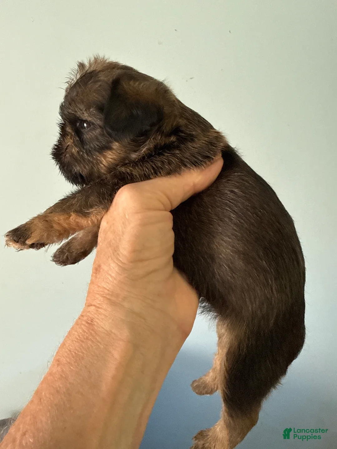 Brussels Griffon dogs for sale: Farrah - Ad 2