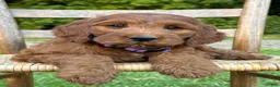 Irish Doodle dogs for sale: Molly - Ad 7