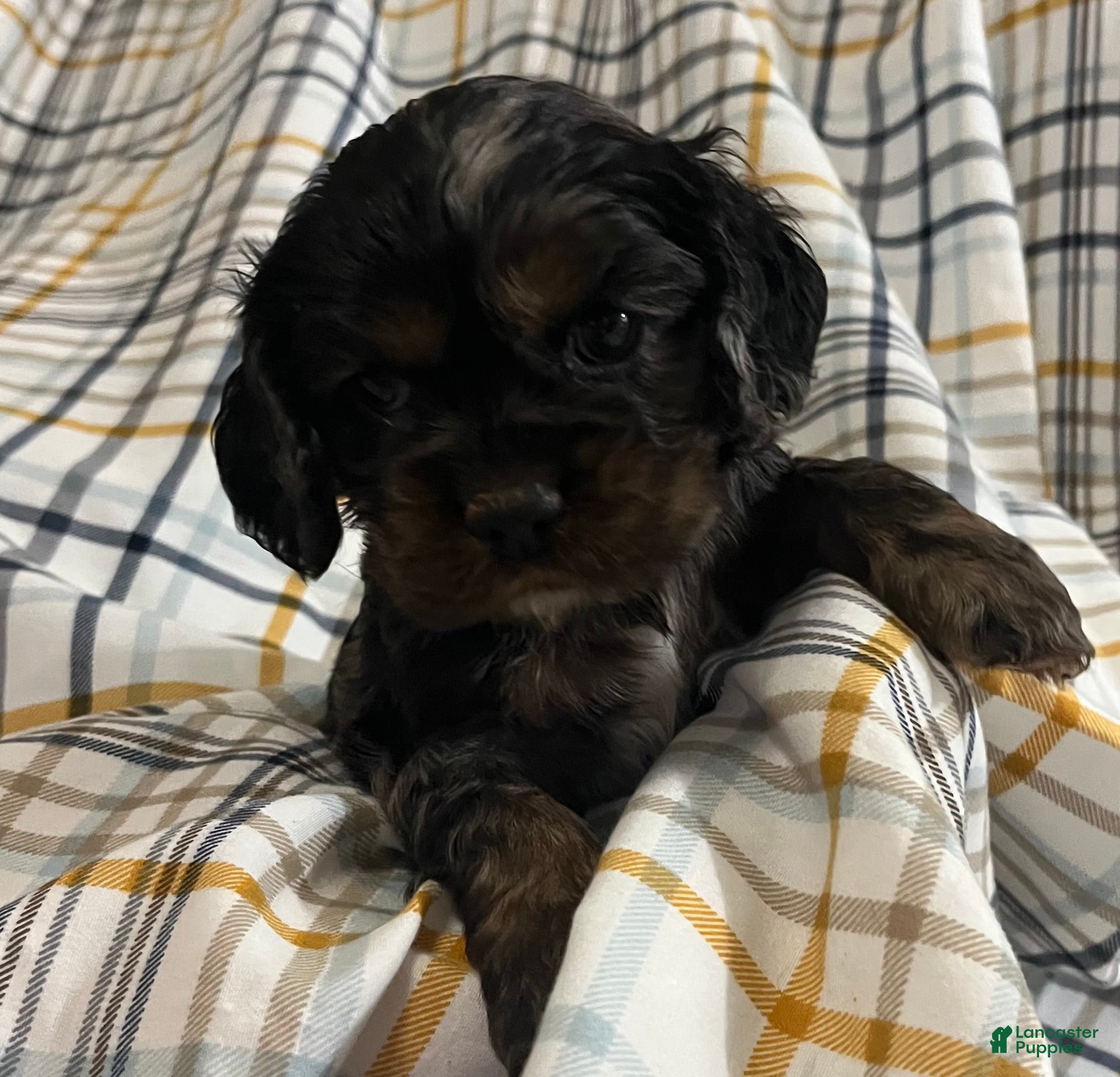 Puppies for sale in Charleston, West Virginia Lancaster Puppies