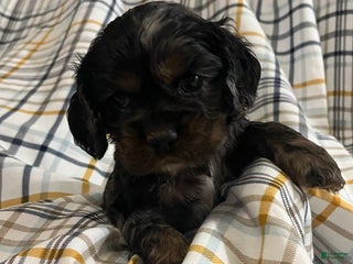 Cocker Spaniel dogs - Ad 2