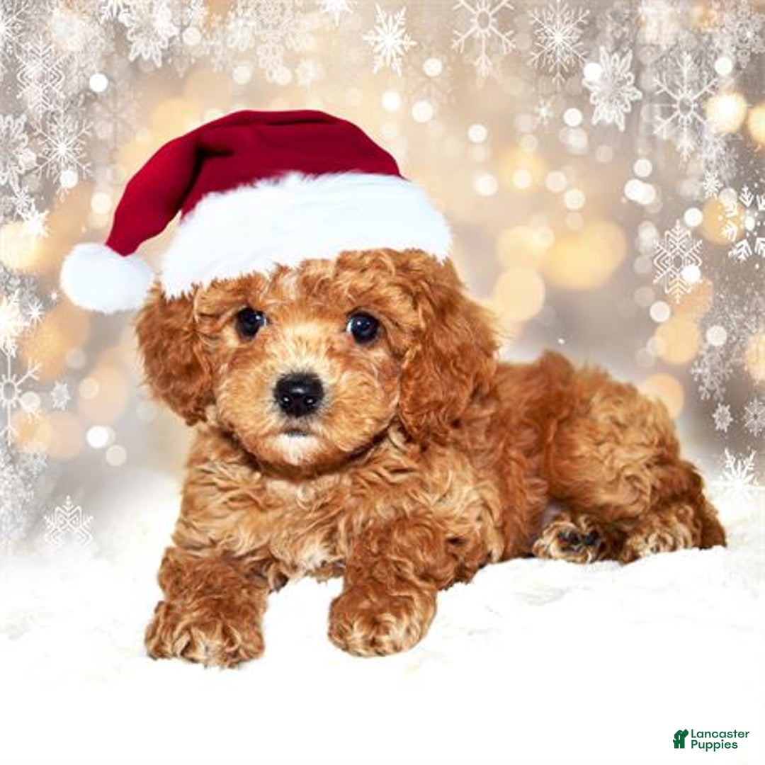 Bichpoo dogs for sale: Bichpoo Puppy 1 - Ad 1