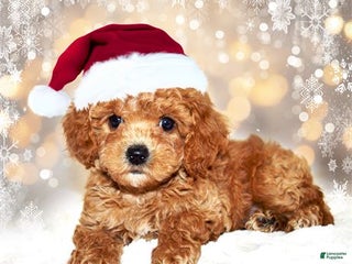 Bichpoo dogs Bichpoo Puppy 1 - Ad 6