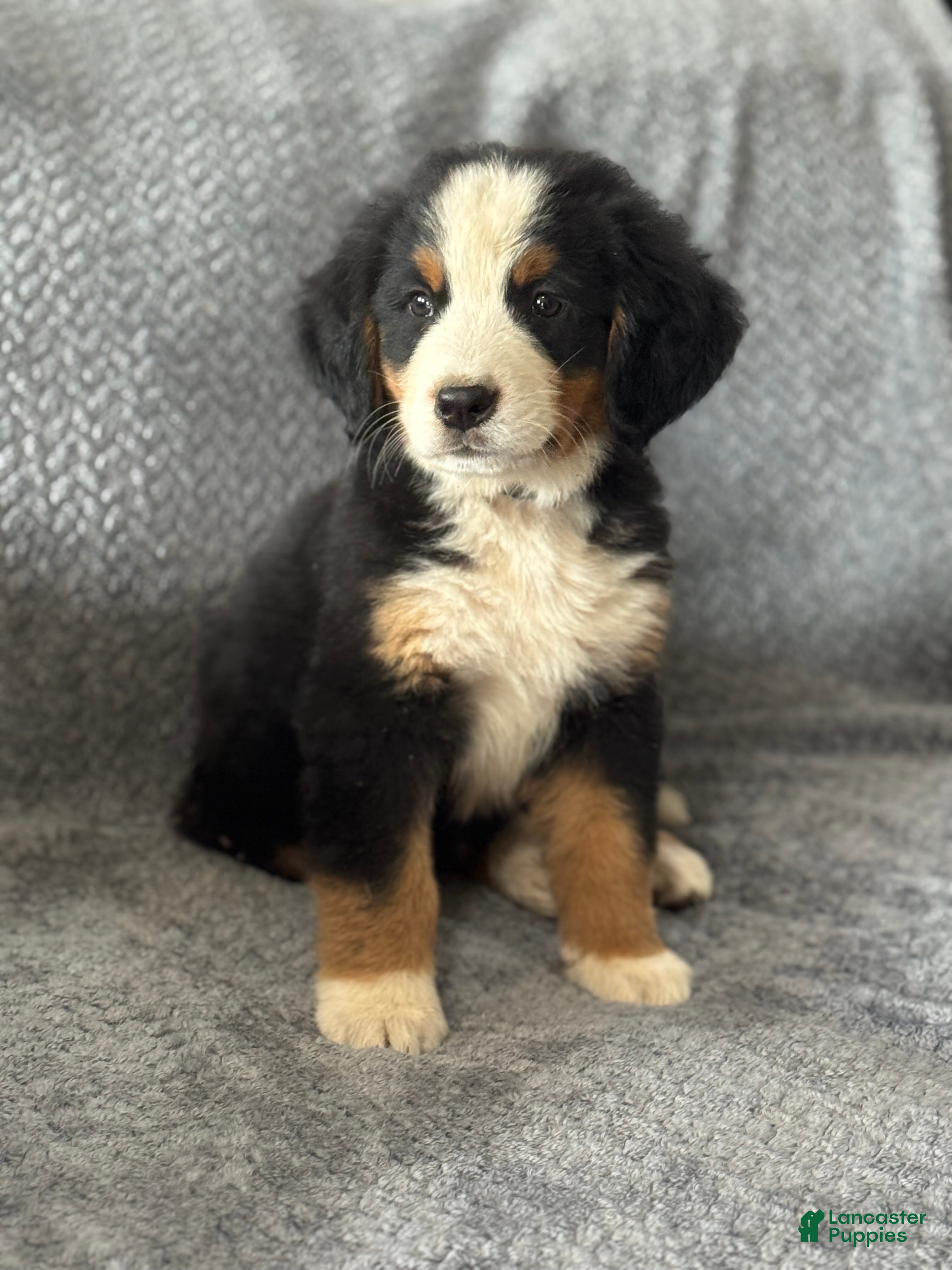 Bernese Mountain Dog dogs Charlie - Ad 1