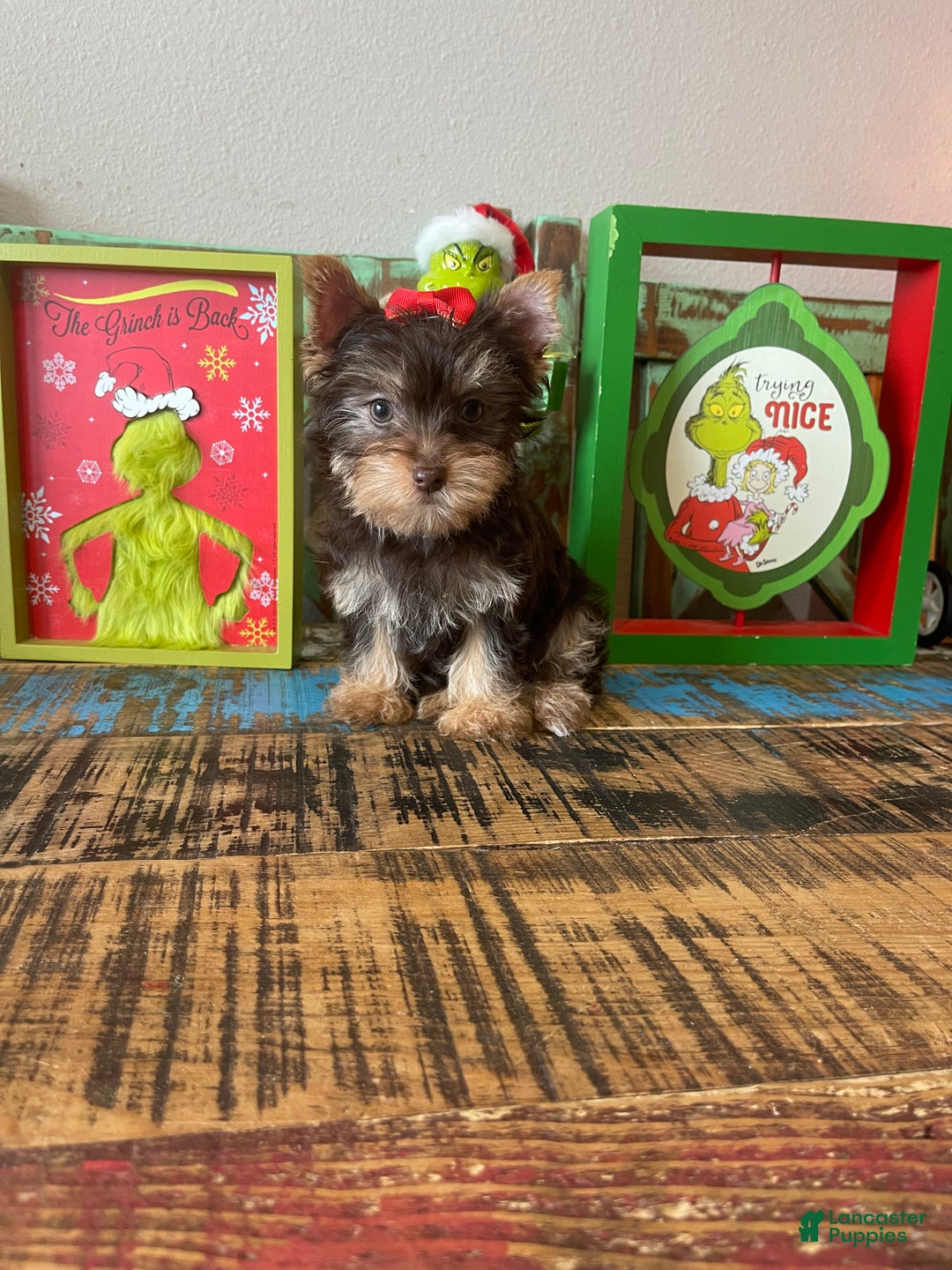 Yorkshire Terrier dogs for sale: Chocolate Yorkie Ready To Go - Ad 2