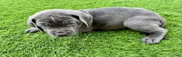 Mixed Breed dogs for sale: Mixed Breed Puppy 7 (red) - Ad 10