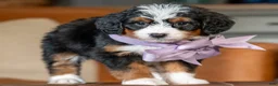 Mini Bernedoodle dogs for sale: Mini Macie - Ad 3
