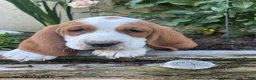 Basset Hound dogs for sale: Juno - Ad 4
